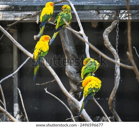 Similar – Foto Bild Papageien Pärchen sitzt nebeneinander auf einem Ast im Regenwald von Costa Rica