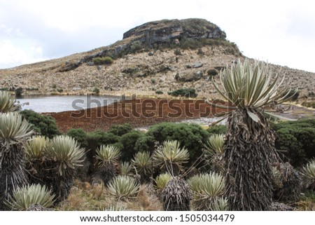 Similar – Foto Bild Landschaft Sumapaz Paramo bei Bogotá. Kolumbien, mit der endemischen Pflanze „Frailejones“ mit See und Felsenberg.  Süd-Amerika, Andengebirge. Trekking, Sportwandern