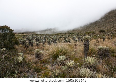 Foto Bild Landschaft Sumapaz Paramo bei Bogotá. Kolumbien, mit der endemischen Pflanze „Frailejones“ mit See und Felsenberg.  Süd-Amerika, Andengebirge. Trekking, Sportwandern