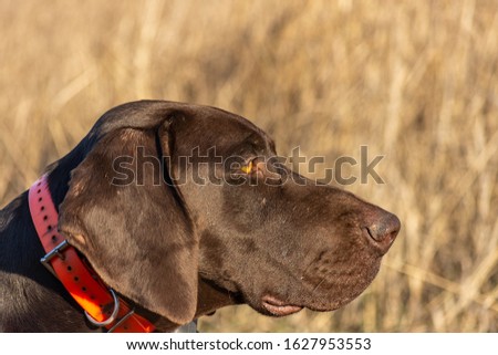 Shutterstock Puzzlepix