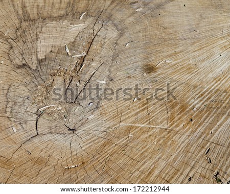 Tree rings can be seen from the stump of a cut tree.