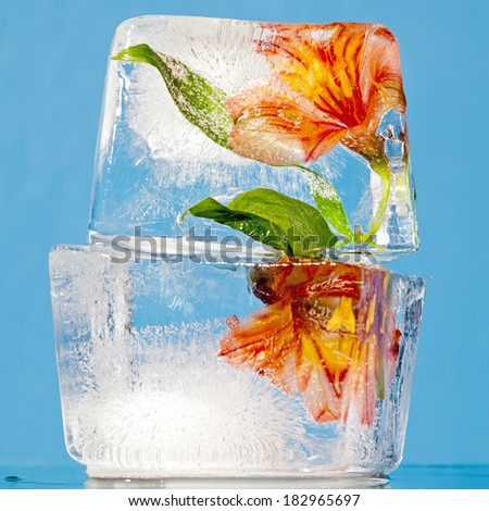 Flowers trapped in a block of ice.