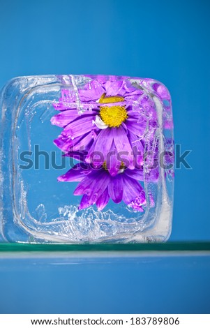 Purple flowers trapped inside blocks of ice against a blue background.