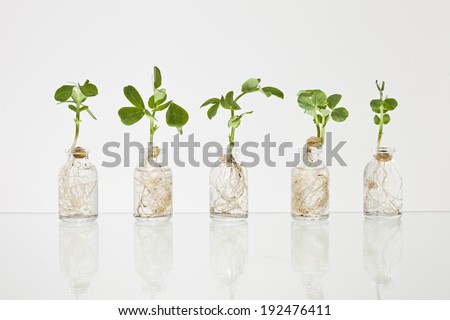 Hydroponic Pea Sprouts. Five glass science vials with pea sprouts growing out of them with water against a white background.