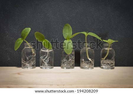 Plant sprouts in science vials in a row against a blackboard.