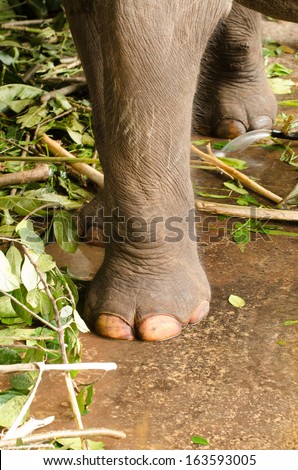 Elephant Leg