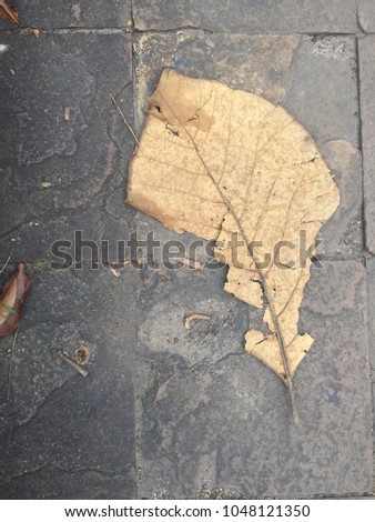 Top Eye View Closeups Of Dried Leaf On Cement Concrete Walkways Floor Background 1048121350 Top Eye View Closeups Of Dried Leaf On Cement Concrete Walkways Floor Background 1048121350