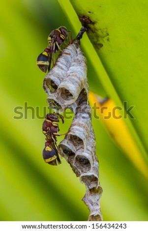 Macro of wasps in the nest care with larvae.