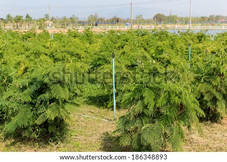 Acacia pennata tree, farm on ground in vegetable garden,Thailand.