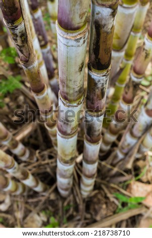 Close up sugar cane plants nature background.
