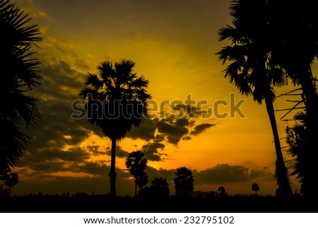 Silhouette of Sugar palm in sunset sky, Colorful sky at sunset in tropical country.