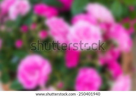 Abstract nature background, pink fairy rose blossom on the tree.