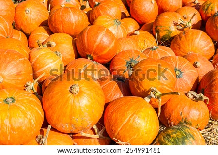 Group of Yellow small pumpkins at pumpkin patch.