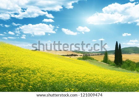 field of yellow flowers Tuscany, Italy