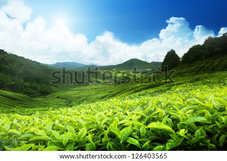 Similar – Image, Stock Photo Tea plantation in Malaysia