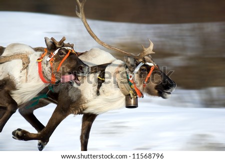 Reindeers racing. Russian north festival. Motion blur.