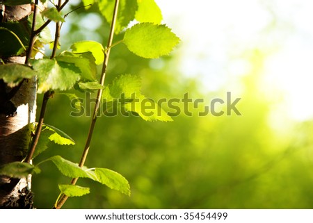 birch in forest and sunset