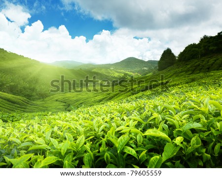 Similar – Image, Stock Photo Tea plantation in Malaysia