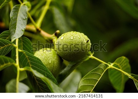 Greek Nuts Still Have Not Ripened On The Tree. Green walnuts growing on a tree, close up. After the rain Foto stock © 