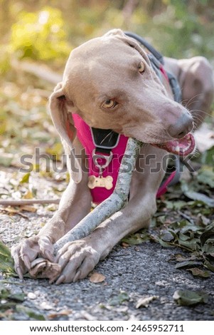 Similar – Image, Stock Photo Portrait of a weimaraner dog on the grass. Sepia tone photography.