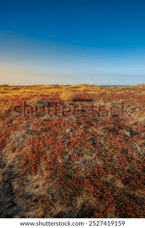 Similar – Image, Stock Photo reddish grasses Grass