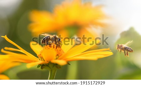 Bee and flower. Close up of a large striped bee collects honey on a yellow flower on a Sunny bright day. Macro horizontal photography. Summer and spring backgrounds
