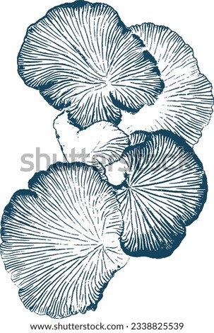 Abstract Organic Background. Nature Pattern. Natural Texture. Transverse, Cross Veins, Streaks. Membranous Texture. Flower Shape. Oyster Mushroom Stamp. Crepidotus Cesatii 