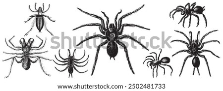 Wolf spider. Tarantula, Lycosa spider hand drawing vintage engraving illustration, spider tattoo design. Jumping spider vector illustration. Doodle sketch. Vintage vector illustration.