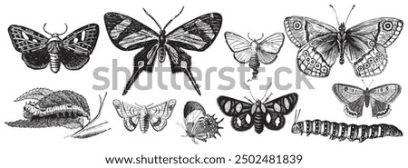 Butterfly, caterpillar in engraved style. Insect collection illustration, drawing, engraving, ink, line art, vector illustration. Hand-sketched creatures collection. Hand drawn beetles, bugs. 