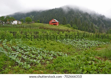 Cabbage field,cambasi plateau,Ordu,Turkey Stok fotoğraf © 