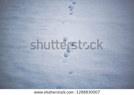 Similar – Image, Stock Photo frosty walk Feet Plant