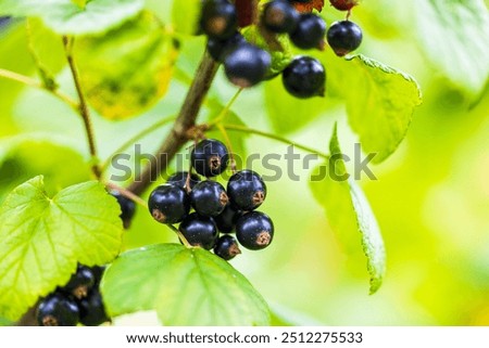 Similar – Image, Stock Photo Ripe black currants hanging on the bush