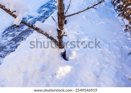 Similar – Image, Stock Photo street Tree trunk Winter