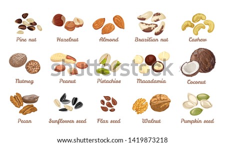 Nuts and seeds set. Cashew, hazelnut, almond, brazil nut, walnut, peanut, pistachios, macadamia, pecan, nutmeg, cedar, coconut. Pumpkin, sunflower, flax seeds.Vector illustration in cartoon flat style