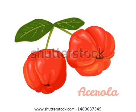 Red Acerola berries isolated on a white background. Vector illustration of barbados cherry and green leaves. Superfood icon in cartoon flat style.