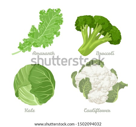 Cabbage set. Vector illustration of cabbage, kale, broccoli, Cauliflower Isolated On A White Background. Healthy organic food, fresh green vegetables in cartoon flat style.