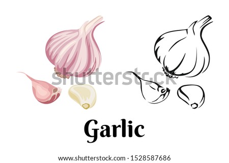 Garlic isolated on white background. Vector color illustration of sliced garlic, garlic clove, garlic bulb in cartoon flat style and black and white outline. Vegetable Icon.