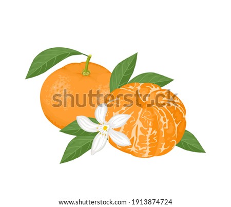 Similar – Image, Stock Photo Peeled and opened tangerine or Clementine