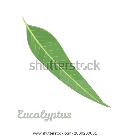 Eucalyptus leaf isolated on white background. Vector illustration, icon. Cartoon flat style. Medicinal plant.