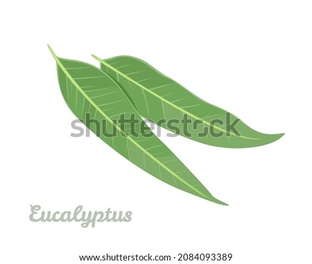 Green eucalyptus leaves isolated on white. Vector illustration of healing herbs in cartoon flat style. Medicinal plant icon.