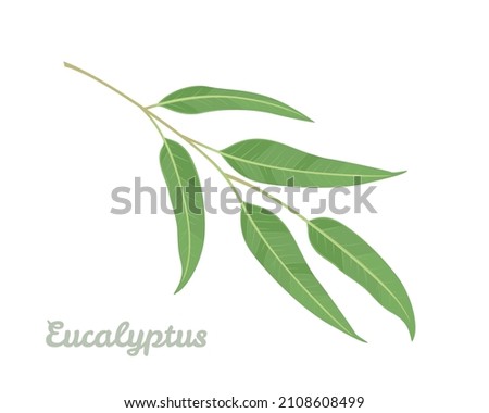 Eucalyptus branch isolated on white background. Vector illustration of green leaf in cartoon flat style. Medicinal plant.