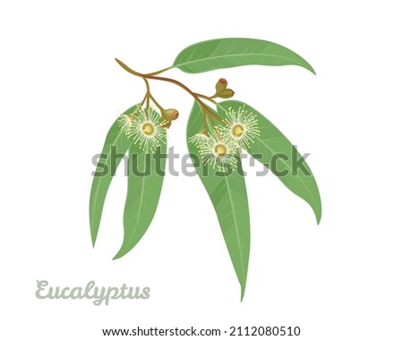 Eucalyptus branch with leaves and flowers isolated on white background. Medicinal plant. Vector botanical illustration in cartoon flat style.