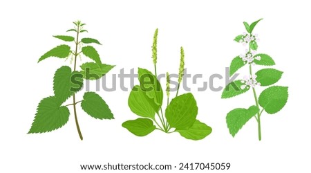 Similar – Image, Stock Photo Mint foot planted in old basin with label