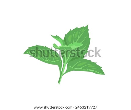 Green leaves of mint. Twig of green fresh mint isolated on white background. Vector cartoon illustration.