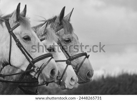 Foto Bild Drei Pferdeköpfe die aus dem Blickwinkel des Reiters fotografiert wurden