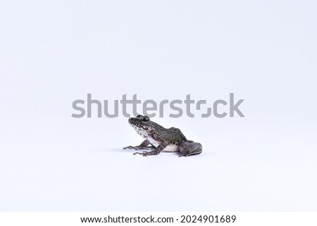 Similar – Image, Stock Photo Toad in flashlight light