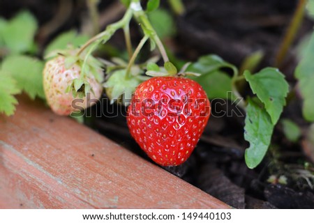 Strawberries ripening in a wooden planter
