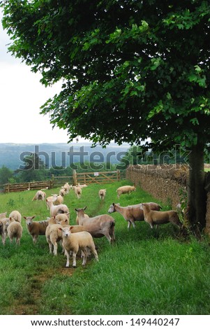 Cotswold sheep gathered by the wall, waiting for the farmer. England