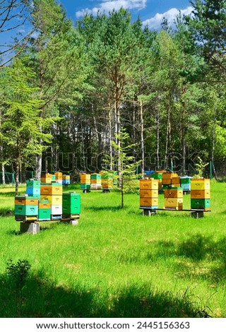 Foto Bild bees and apiary