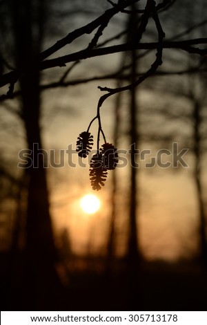 Alder tree seed at sunset